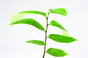 不同阶段的全文检索策略选择